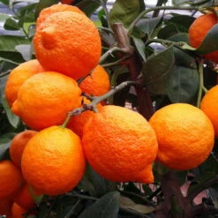 Zitronenbaum 'Rosso', Mini-Stamm, Topf-Ø 15 Cm, Höhe Ca. 40 Cm -Die grüne Ecke 0630100729 KB Citrus limon Stamm T15 Rosso H40 WS 1 98110