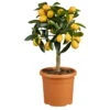 Kumquat, Mini-Stamm, Topf-Ø 15 Cm -Die grüne Ecke 0630100732 KB Citrus fort marg Stamm T15 Kumquat farbiger Topf H40 WS 2 98116