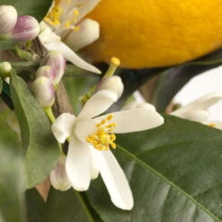 Meyers Zitrone, Mini-Stamm,Topf-Ø 15 Cm, Höhe Ca. 40 Cm -Die grüne Ecke 0630100733 KB Citrus limon Stamm T15 H40 Meyeri farbiger Topf WS 2 98121