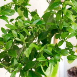 Fingerlimette, Topf-Ø 20 Cm, Höhe Ca.60 Cm -Die grüne Ecke 0630100735 Citrus australasica Stamm T20 H60 70 WS 3 98313