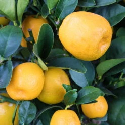 Kumquat 'Obovata', Stamm, Topf-Ø 15 Cm, Höhe 40 Cm -Die grüne Ecke 0630100737 Citrus fort marg Stamm Kumquat Obovata 104821