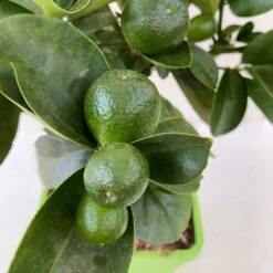 Kumquat 'Obovata', Stamm, Topf-Ø 15 Cm, Höhe 40 Cm -Die grüne Ecke 0630100737 KB Citrus fort marg Stamm Kumquat Obowata 3 104822