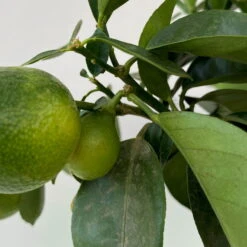 Kumquat 'Obovata', Stamm, Topf-Ø 15 Cm, Höhe 40 Cm -Die grüne Ecke 0630100737 KB Citrus fort marg Stamm Kumquat Obowata 4 104823