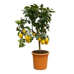 Zitronenbaum, Kurz-Stamm, Topf-Ø 26 Cm -Die grüne Ecke 0630100769 0630100775 Citrus limon Busch T26 1 110956