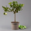 Zitronenbaum 'Variegata', Stamm, Topf-Ø 20 Cm, Höhe Ca. 60 Cm -Die grüne Ecke 0630100776 K.B.Citrus limon VariegataStamm T20 3162Giambo Bunte Zitrone H60 1 125572
