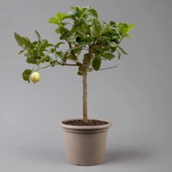 Zitronenbaum 'Variegata', Stamm, Topf-Ø 20 Cm, Höhe Ca. 60 Cm -Die grüne Ecke 0630100776 K.B.Citrus limon VariegataStamm T20 3162Giambo Bunte Zitrone H60 2 125575