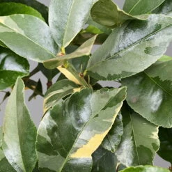 Zitronenbaum 'Variegata', Stamm, Topf-Ø 20 Cm, Höhe Ca. 60 Cm -Die grüne Ecke 0630100776 K.B.Citrus limon VariegataStamm T20 3162Giambo Bunte Zitrone H60 3 125574