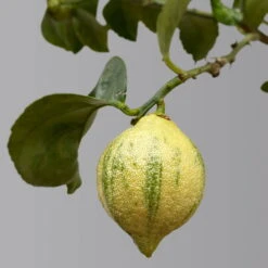 Zitronenbaum 'Variegata', Stamm, Topf-Ø 20 Cm, Höhe Ca. 60 Cm -Die grüne Ecke 0630100776 K.B.Citrus limon VariegataStamm T20 3162Giambo Bunte Zitrone H60 4 125573