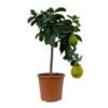 Riesenzitrone, Stamm, Topf-Ø 20 Cm -Die grüne Ecke 0630100777 Citrus Lipo Kaiserzitrone Citrus limon x Citrus paradisi T20 10 104869