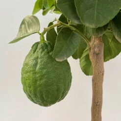 Riesenzitrone, Stamm, Topf-Ø 20 Cm -Die grüne Ecke 0630100777 Citrus Lipo Kaiserzitrone Citrus limon x Citrus paradisi T20 1 104873