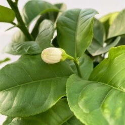 Riesenzitrone, Stamm, Topf-Ø 20 Cm -Die grüne Ecke 0630100777 Citrus Lipo Kaiserzitrone Citrus limon x Citrus paradisi T20 2 104874