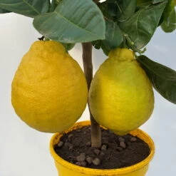 Riesenzitrone, Stamm, Topf-Ø 36 Cm, Höhe Ca. 150 Cm -Die grüne Ecke 0630100777 Citrus Lipo Kaiserzitrone Citrus limon x Citrus paradisi T20 3 104877 1