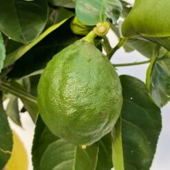 Riesenzitrone, Stamm, Topf-Ø 20 Cm -Die grüne Ecke 0630100777 Citrus Lipo Kaiserzitrone Citrus limon x Citrus paradisi T20 4 104876