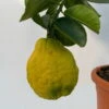 Riesenzitrone, Stamm, Topf-Ø 36 Cm, Höhe Ca. 150 Cm -Die grüne Ecke 0630100777 Citrus Lipo Kaiserzitrone Citrus limon x Citrus paradisi T20 6 104878 1