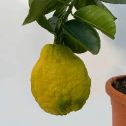 Riesenzitrone, Stamm, Topf-Ø 20 Cm -Die grüne Ecke 0630100777 Citrus Lipo Kaiserzitrone Citrus limon x Citrus paradisi T20 6 104878
