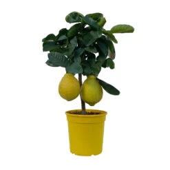 Riesenzitrone, Stamm, Topf-Ø 20 Cm -Die grüne Ecke 0630100777 Citrus Lipo Kaiserzitrone Citrus limon x Citrus paradisi T20 9 104871