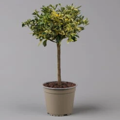 Calamondin 'Variegata', Stamm, Topf-Ø 20 Cm, Höhe 70 Cm -Die grüne Ecke 0630100811 KBCitrus madurensis Variegata T20 3162 Buntlaubige Calamondin H60 2 125595