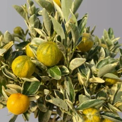 Calamondin 'Variegata', Stamm, Topf-Ø 20 Cm, Höhe 70 Cm -Die grüne Ecke 0630100811 KBCitrus madurensis Variegata T20 3162 Buntlaubige Calamondin H60 3 125596