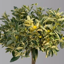 Calamondin 'Variegata', Stamm, Topf-Ø 20 Cm, Höhe 70 Cm -Die grüne Ecke 0630100811 KBCitrus madurensis Variegata T20 3162 Buntlaubige Calamondin H60 4 125597