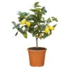 Zitronenbaum, Stamm, Topf-Ø 20 Cm, Höhe Ca. 60 Cm -Die grüne Ecke 0630200001 Citrus limon Stamm T20 H60 im farbigem Topf 78562