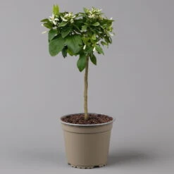 Zitrone 'Rosso', Stamm, Topf-Ø 20 Cm, Höhe Ca. 70 Cm -Die grüne Ecke 0630200006 Citrus limon Stamm 20 3162Giambo Rosso H60 2 125600