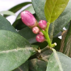 Zitrone 'Rosso', Topf-Ø 22 Cm -Die grüne Ecke 0630200006 Citrus limon Stamm T20 H60 80 Rosso 4 78899 2