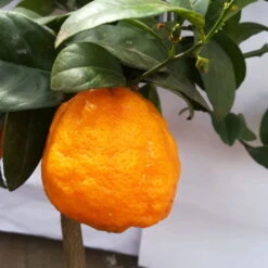 Zitrone 'Rosso', Topf-Ø 22 Cm -Die grüne Ecke 0630200006 Citrus limon Stamm T20 H60 80 Rosso 6 78897 2