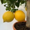 Zitronenbaum, Stamm, Topf-Ø 22 Cm, Höhe Ca. 70 Cm -Die grüne Ecke 0630200009 Citrus limon Stamm 6 104267 1