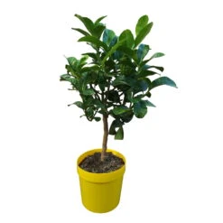 Zitronatzitronenbaum 'Buddhas Hand', Stamm, Topf-Ø 20 Cm -Die grüne Ecke 0630200016 Citrus limon Stamm T20 Buddhas Hand 3 93356