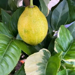 Zitronenbaum 'Variegata', Stamm, Topf-Ø 20 Cm, Höhe Ca. 60 Cm -Die grüne Ecke 0630200053 Citrus limon Variegata Stamm Buntlaubige Zitrone 2 104828