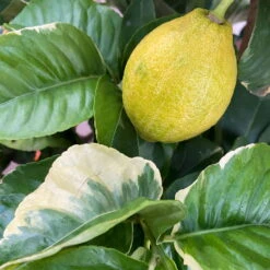 Zitronenbaum 'Variegata', Stamm, Topf-Ø 20 Cm, Höhe Ca. 60 Cm -Die grüne Ecke 0630200053 Citrus limon Variegata Stamm Buntlaubige Zitrone 4 104827