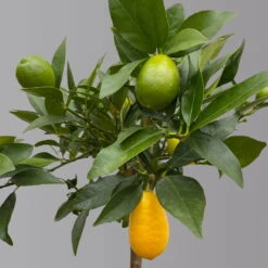 Limequat, Topf Ca. 20 Cm Ø, Höhe Ca. 60 Cm, -Die grüne Ecke 0630300001 Citrus x floridana Stamm T20 3162 Limequat H60 farb Topf 3 125603