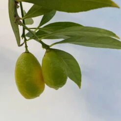 Limequat, Topf Ca. 20 Cm Ø, Höhe Ca. 60 Cm, -Die grüne Ecke 0630300001 Citrus x floridana Stamm T20 8 104269