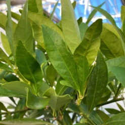 Limequat, Topf Ca. 20 Cm Ø, Höhe Ca. 60 Cm, -Die grüne Ecke 0630300001 Citrus x floridana Stamm T20 9 104270