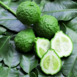 Bio Gewürz-Limette, Topf-Ø 12 Cm, 2er-Set -Die grüne Ecke 0630300010 Citrus hystrix Stamm Gewuerzzitrus 1 104819