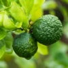 Bio Gewürz-Limette, Topf-Ø 12 Cm, 2er-Set -Die grüne Ecke 0630300010 Citrus hystrix Stamm Gewuerzzitrus 2 104817