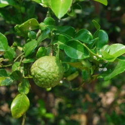 Bio Gewürz-Limette, Topf-Ø 12 Cm, 2er-Set -Die grüne Ecke 0630300010 Citrus hystrix Stamm Gewuerzzitrus 3 104818