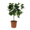 Limette 'Lima Verde', Stamm, Topf-Ø 20 Cm, Höhe Ca. 60 Cm -Die grüne Ecke 0630300016 Citrus latifolia Stamm T20 4 104333