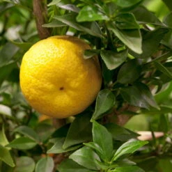 Citrus Myrtifolia, Stamm, Topf-Ø 20 Cm, Höhe Ca. 60 Cm -Die grüne Ecke 0630400005 Citrus myrtifolia Stamm T20 1 104274 1