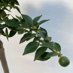 Citrus Myrtifolia, Stamm, Topf-Ø 20 Cm, Höhe Ca. 60 Cm -Die grüne Ecke 0630400005 Citrus myrtifolia Stamm T20 7 104276 1