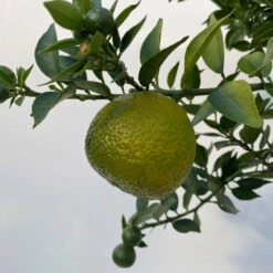 Citrus Myrtifolia, Stamm, Topf-Ø 22 Cm, Höhe Ca. 70 Cm -Die grüne Ecke 0630400005 Citrus myrtifolia Stamm T20 8 104275