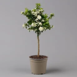 Citrus Myrtifolia, Stamm, Topf-Ø 20 Cm, Höhe Ca. 60 Cm -Die grüne Ecke 0630400005 Citrus myrtifolia Stamm T20 Chinotto H60 2 125609