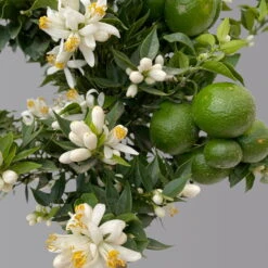 Citrus Myrtifolia, Stamm, Topf-Ø 20 Cm, Höhe Ca. 60 Cm -Die grüne Ecke 0630400005 Citrus myrtifolia Stamm T20 Chinotto H60 6 125610