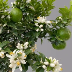 Citrus Myrtifolia, Stamm, Topf-Ø 20 Cm, Höhe Ca. 60 Cm -Die grüne Ecke 0630400005 Citrus myrtifolia Stamm T20 Chinotto H60 7 125607