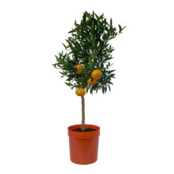Mandarinenbaum, Stamm, Topf-Ø Ca. 20 Cm, Höhe Ca. 70 Cm -Die grüne Ecke 0630400012 Citrus reticulata Stamm T20 1 104335