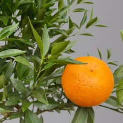 Mandarinenbaum, Stamm, Topf-Ø Ca. 20 Cm, Höhe Ca. 70 Cm -Die grüne Ecke 0630400012 Citrus reticulata Stamm T20 3162 H70 1 125613