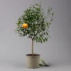 Mandarinenbaum, Stamm, Topf-Ø Ca. 20 Cm, Höhe Ca. 70 Cm -Die grüne Ecke 0630400012 Citrus reticulata Stamm T20 3162 H70 2 125612
