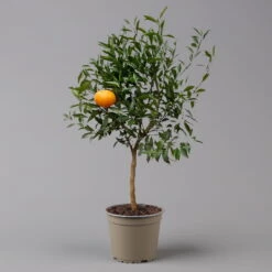 Mandarinenbaum, Stamm, Topf-Ø Ca. 20 Cm, Höhe Ca. 70 Cm -Die grüne Ecke 0630400012 Citrus reticulata Stamm T20 3162 H70 3 125615