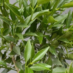 Mandarinenbaum, Stamm, Topf-Ø Ca. 20 Cm, Höhe Ca. 70 Cm -Die grüne Ecke 0630400012 Citrus reticulata Stamm T20 3162 H70 4 125614