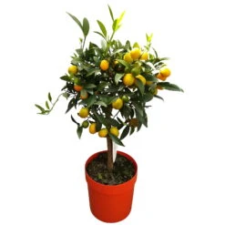 Kumquat, Stamm, Topf-Ø 22 Cm -Die grüne Ecke 0630400015 Citrus fort margarita Stamm T20 H60 70 Kumquat farbiger Topf 2 79071 1